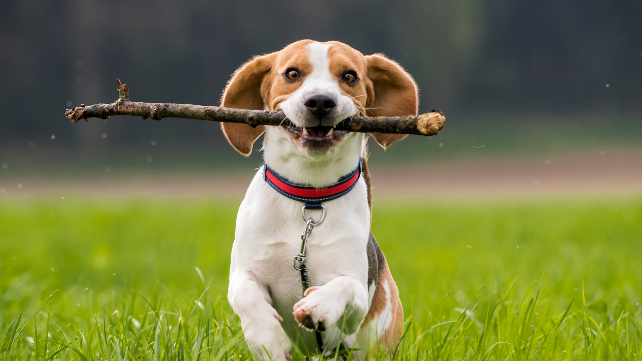 Ein Beagle läuft mit einem Stöckchen im Maul über eine Wiese.