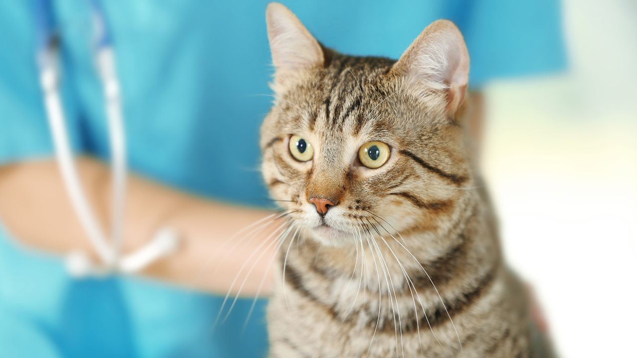 Eine Katze wird beim Tierarzt auf Zoonosen untersucht.