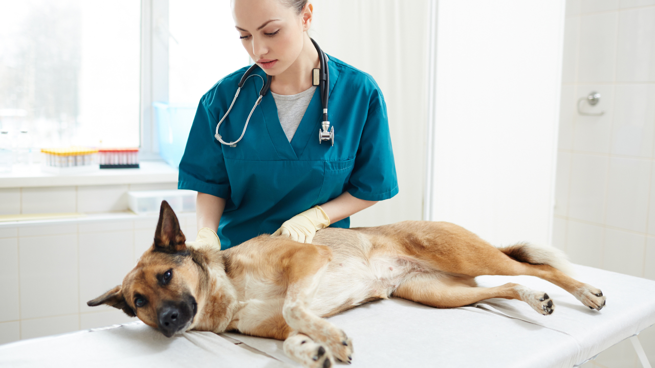 Ein Schäferhund wird am Untersuchungstisch von einer Tierärztin auf Zoonosen untersucht.