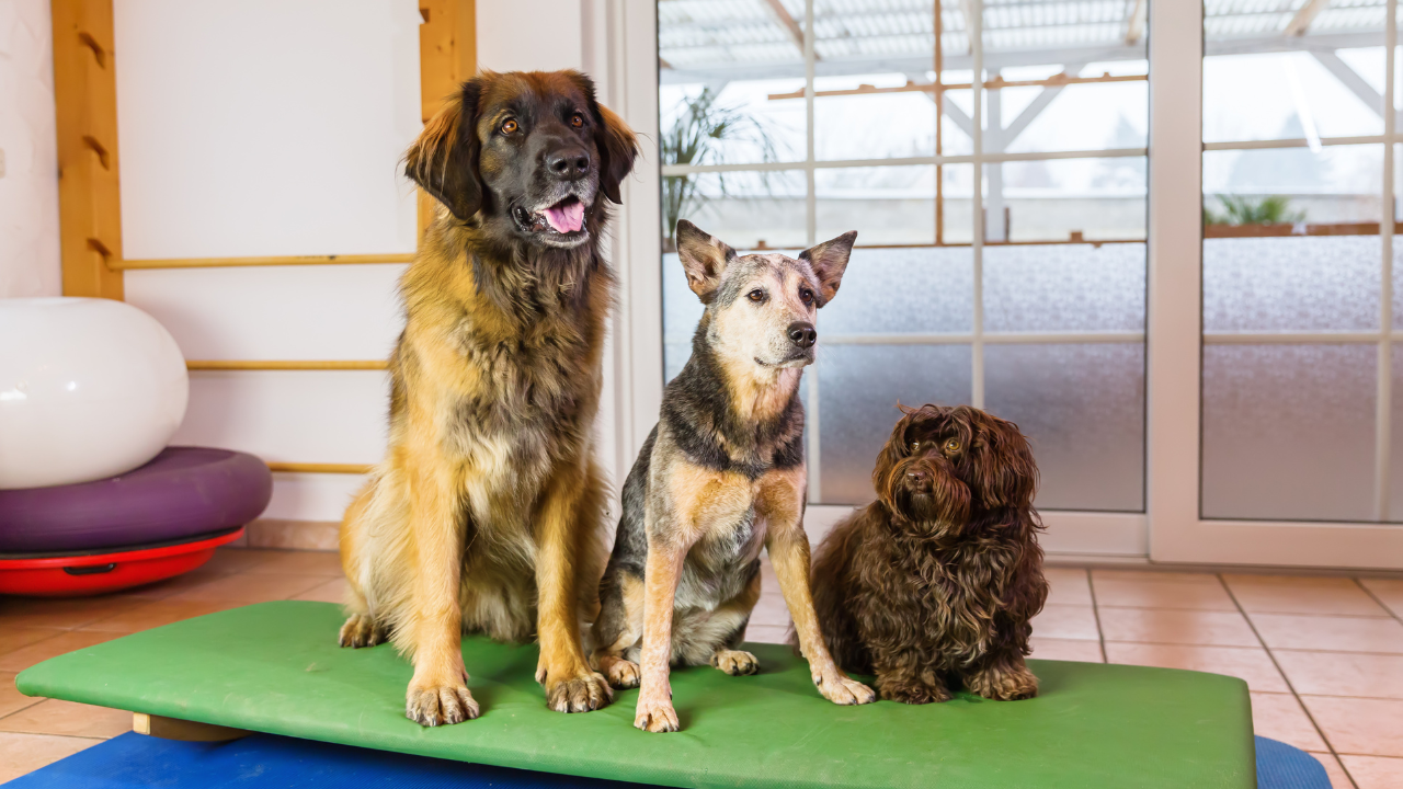 Hunde spielen gemeinsam in einer Hundepension, während ihre Besitzer im Urlaub sind.