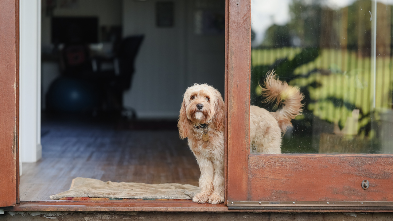 Ein Hund wird während der Abwesenheit seines Besitzers zu Hause betreut.