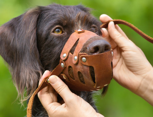 Maulkorb für Hunde: Das solltest Du beachten