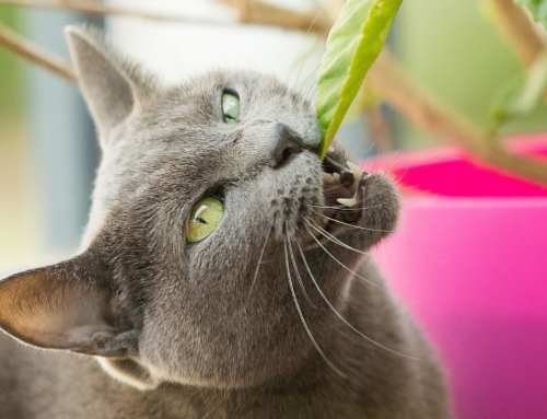 Katzen vegan ernähren: Geht das?