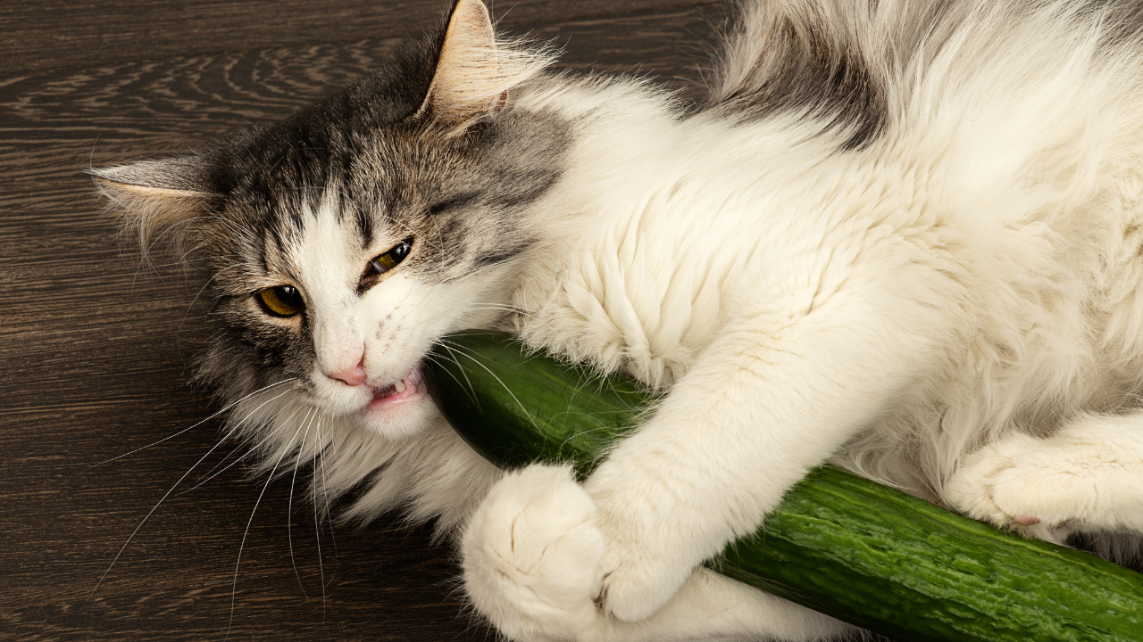 Eine Katze bekommt als Ergänzung zur Veganer Ernährung eine Gurke.