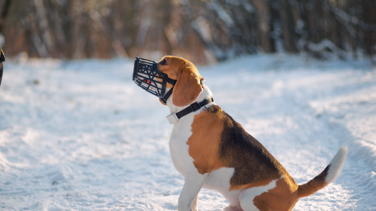 Ein Beagle ist mit seinem Besitzer im Schnell unterwegs und trägt einen Maulkorb.