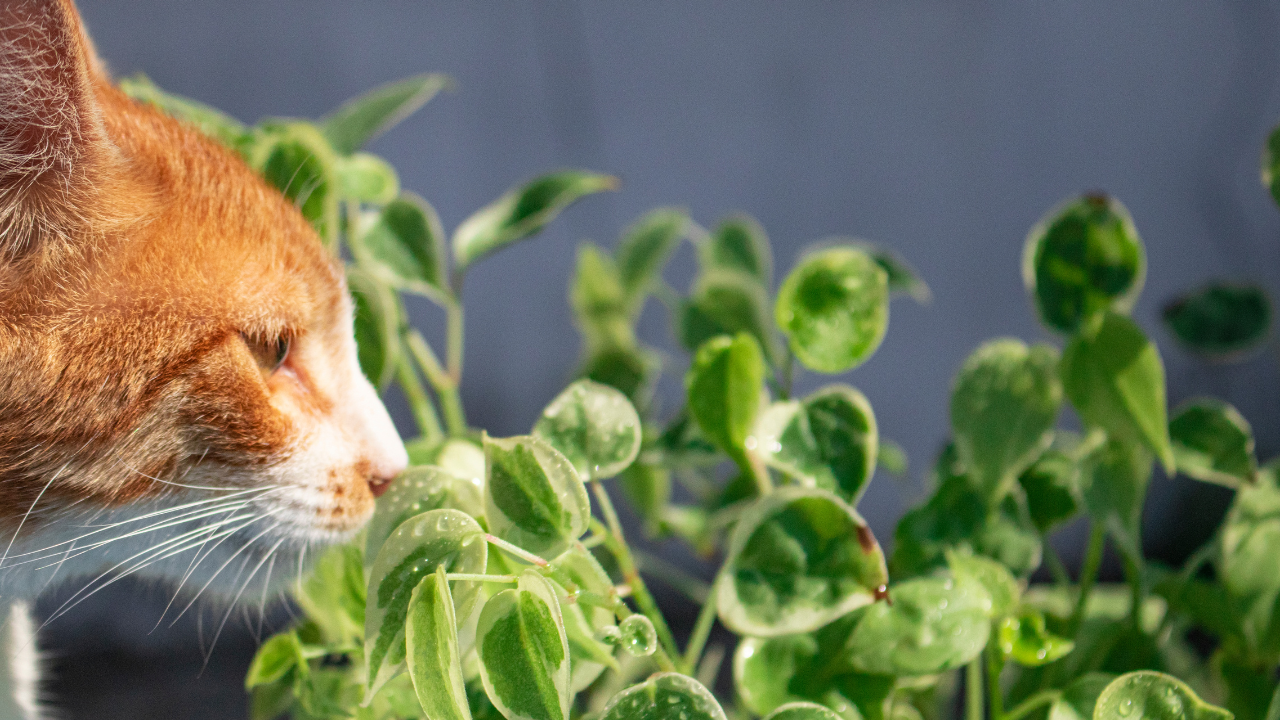 Eine rote Katze, die vegan ernährt wird, schnüffelt an einer Zimmerpflanze.