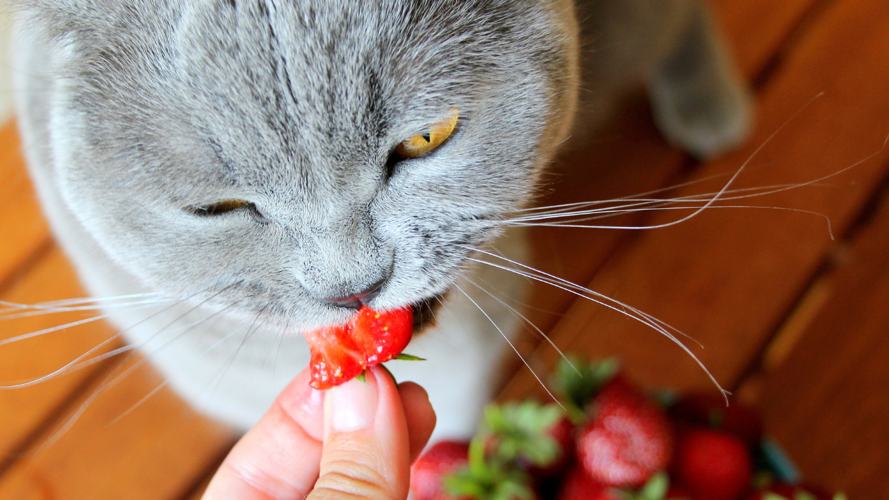 Eine Katze bekommt eine Erdbeere gefüttert. 