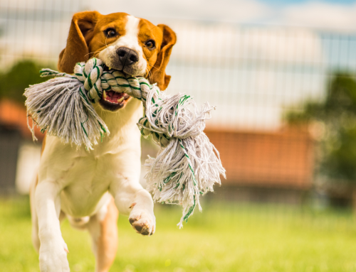 Fit im Alter: Aktivitäten und Spiele für Seniorenhunde