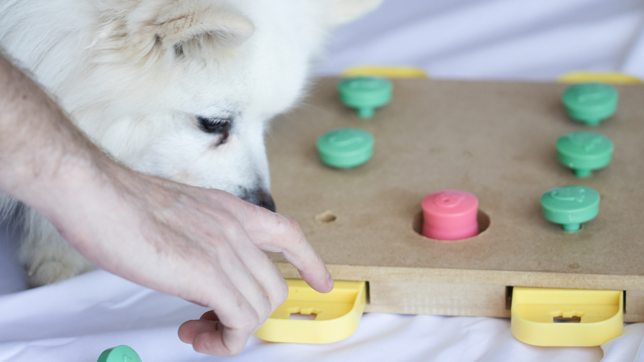 Ein Seniorenhund spielt Intelligenzspiele.