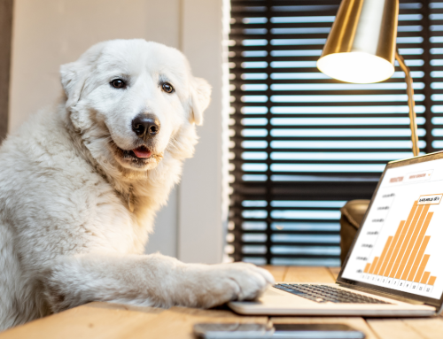 Bürohund: So wird Dein Hund zum Co-Worker