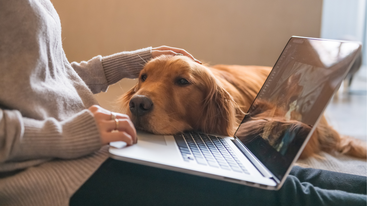 Ein Hund reduziert den Stress seines Besitzers am Arbeitsplatz.