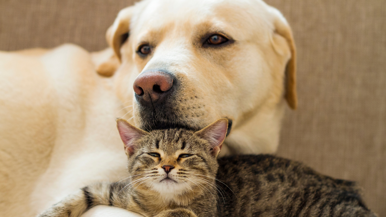 Ein Hund kuschelt mit einer Katze.