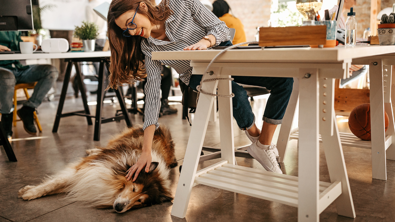 Ein Hund begleitet seine Besitzerin täglich zur Arbeit ins Büro.