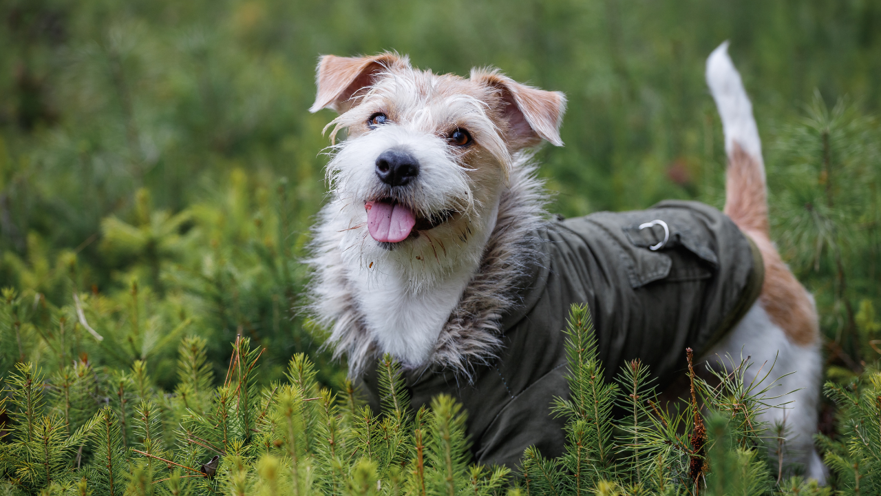 Ein Hund verbringt entspannt Zeit im Wald und hat seinen warmen Mantel an.