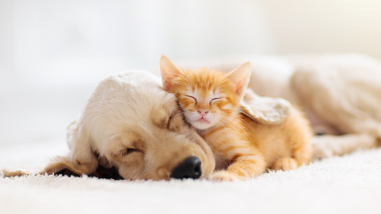 Ein Hundewelpe kuschelt mit einem Katzenwelpen.