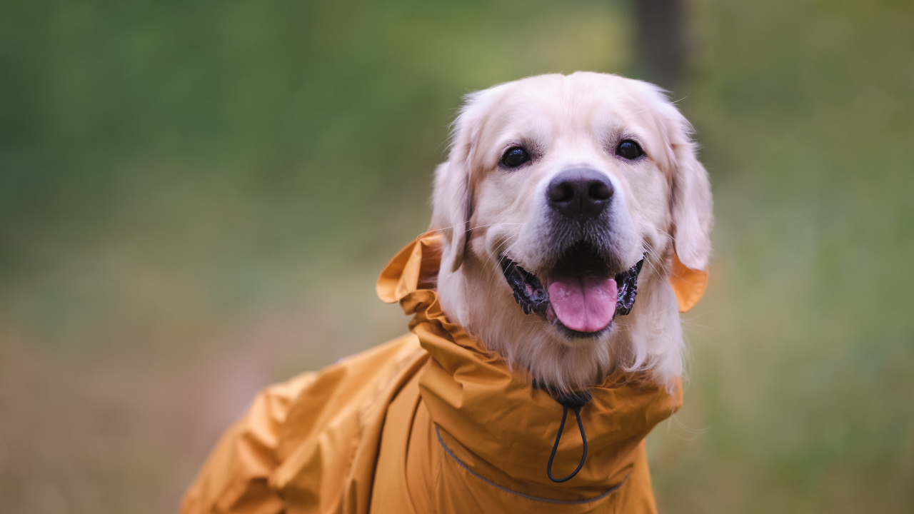 Ein Hund trägt einen gelben Regenmantel.